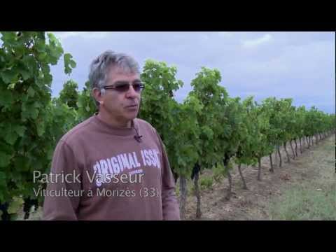 Le point sur la viticulture française : quels enjeux ?