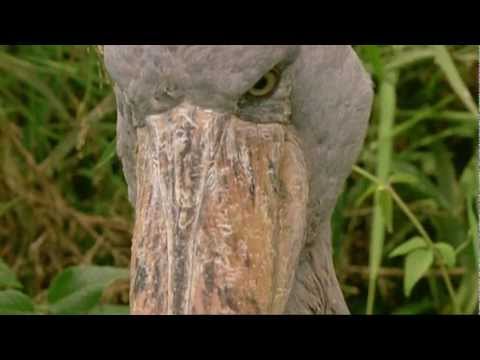 very funny  talking animals from the bbc