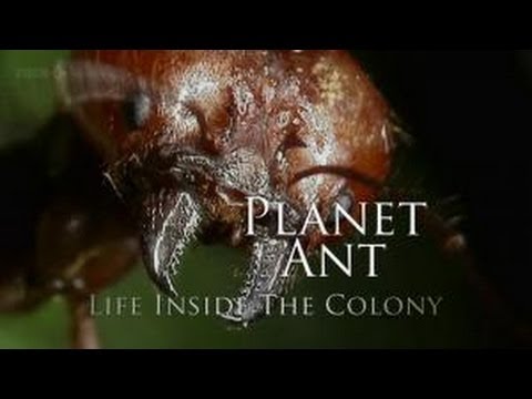 Planet Ant - Life Inside The Colony (Ant Documentary) Made by the BBC