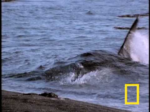 Killer Whale vs. Sea Lions