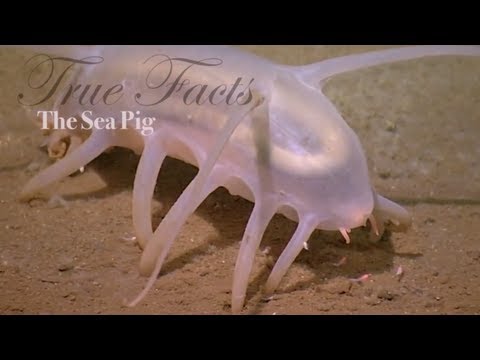 True Facts About The Sea Pig