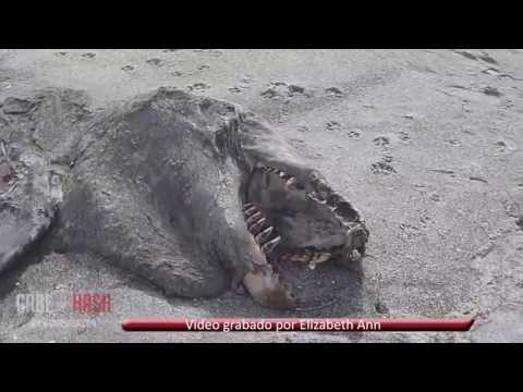 SEA MONSTER FOUND IN NEW ZEALAND? MAY 9, 2013 (EXPLAINED)