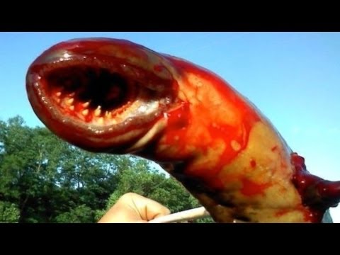 Sea Monster Pulled from New Jersey River