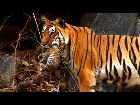 Wild tiger cub - for the first time on film - David Attenborough - Tiger Spy in the Jungle - BBC