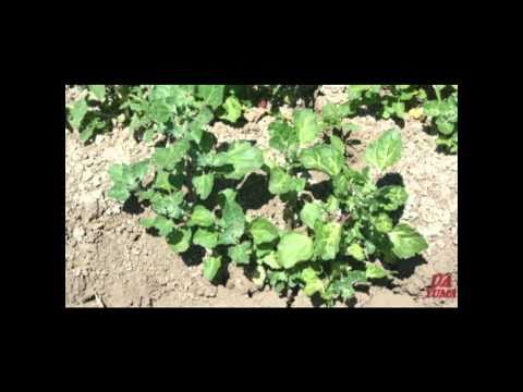 How Herbicides Work: Photosynthesis Inhibitors.wmv