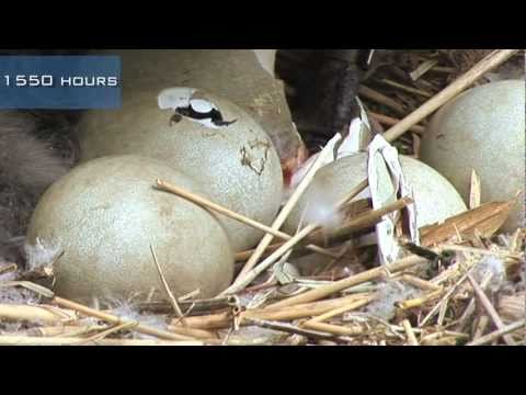 A swan nest hatching