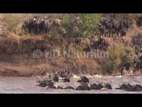 Das große Gnu Spektakel am Mara River