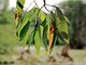 Gold leaf: scientists have recently discovered gold dissolved in the cells of bark and leaves from eucalypt trees in Western Australia 