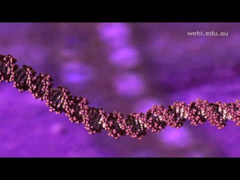 Molecular Visualizations of DNA - Original High Quality Version