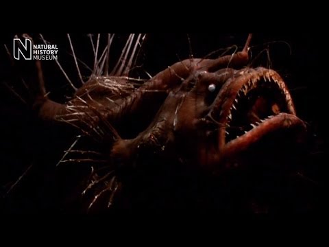 3D scans reveal deep-sea anglerfish's huge final meal | Natural History Museum