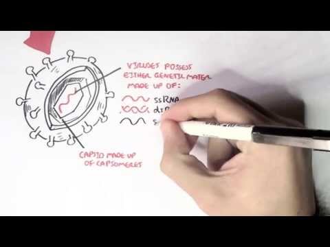 Microbiology - Viruses (Structure, Types and Bacteriophage Replication)