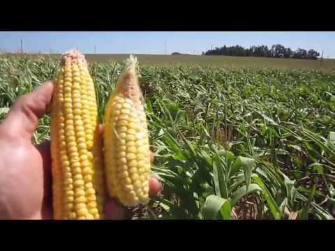 Corn Stress and Crop Yield Variation