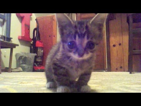 FOUND FOOTAGE of an 8 Week Old Baby BUB