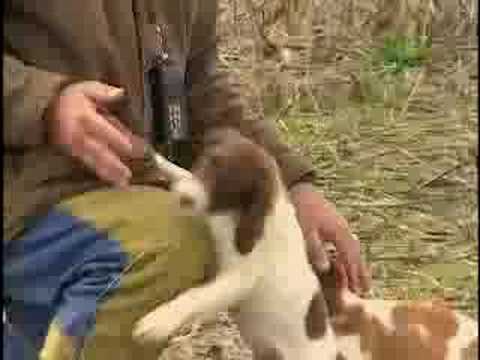 Breed All About It - Brittany Spaniel