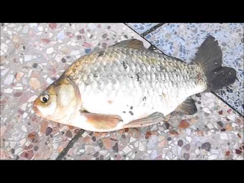 Torrens Crucian Carp Fishing