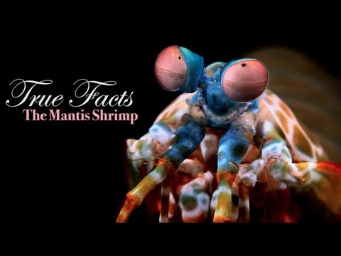 True Facts About The Mantis Shrimp