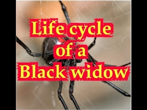 A very educational video showing the life cycle of a Black Widow Spider and it's enemies