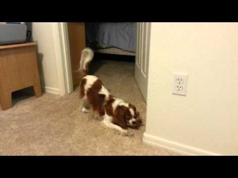 Cute Cavalier King Charles Riley playing