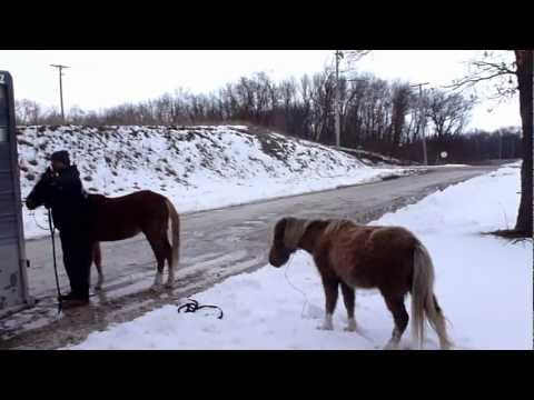 March 7, 2013 Rescue 001 Illinois Horse Rescue of Will County