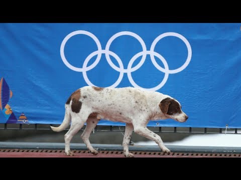 Sochi Orders Mass Killing Of Stray Dogs | The Rubin Report