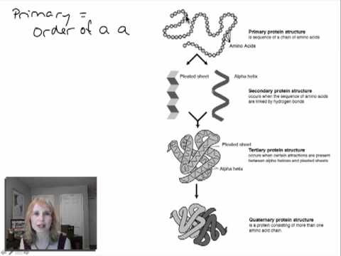 Protein Structure and Function - Part 1