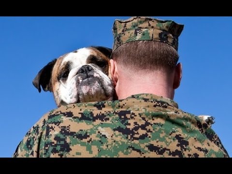 Dogs Welcoming Soldiers Home Compilation 2013 PT 2 [NEW HD]