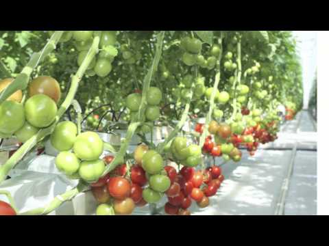 HOME TOWN FARMS®.. Vertical Organic Urban Farming