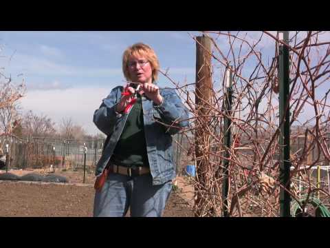 HOW TO VIDEO: PRUNING GRAPES