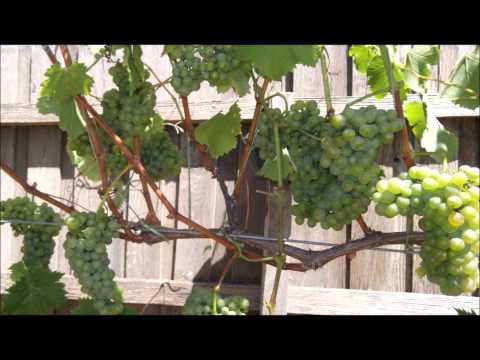 Training grape vines to reach the wires.pt6