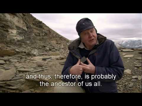 BBC - David Attenborough - First Life - 2. Conquest (4/4)