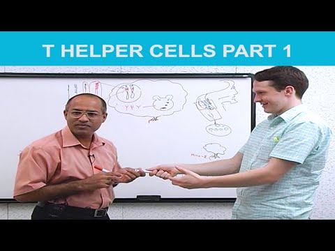 T Helper cells and B cells 1/10