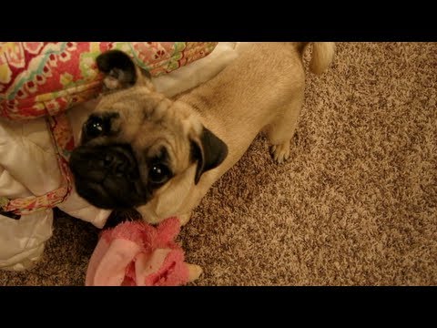 I Got A Puppy!!! Daily Vlog March 25, 2013