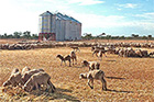 Drought panorama (ABC News)