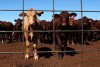 Hamersley Station cattle in the yards