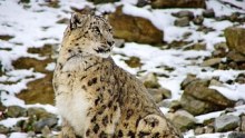 A snow leopard sits in the snow