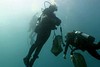 WA Museum takes detailed snap shot of marine life off Rottnest Island