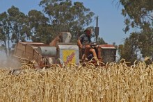 Kerry Pietsch drives a Sunshine header harvester