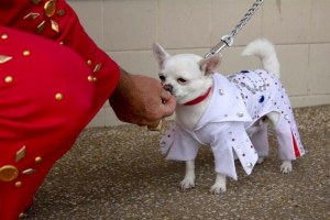 Dog dressed as Elvis at Parkes festival