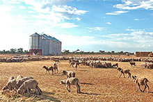 Drought panorama (ABC News)