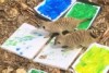 Meerkats are painting works of art at Canberra's zoo