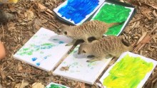 Meerkats are painting works of art at Canberra's zoo