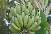 Green bananas before harvesting