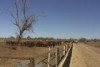 Cattle farm near Walgett