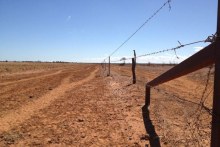 Drought-ravaged: a paddock near Stonehenge in outback southern Queensland in April 2013