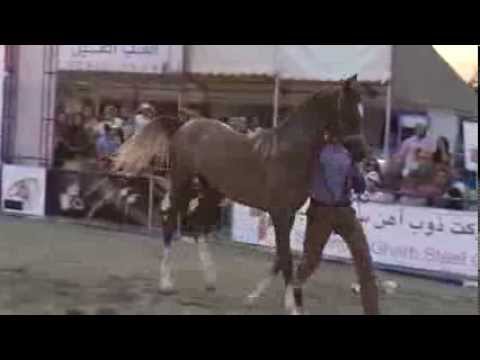 Purebred Persian horses compete in Tehran