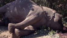 This photograph taken in 2013 shows an elephant that has been killed by poachers in the Masai Mara in Kenya