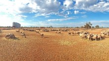 Sheep on the dry ground at Kigwigil station, about 40 kilometres north-west of Walgett in northern NSW.