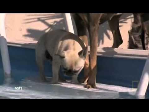 DOG WHISPERER APRIL 25, 2012 part 3