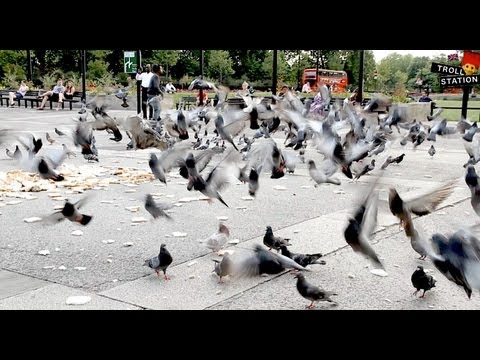 Trollstation Laxative Pigeon Prank