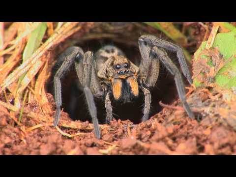 Wolf Spiders